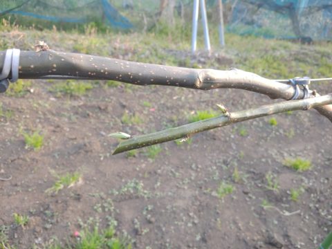 梨のジョイント栽培の接ぎ木方法を動画•画像で解説 177