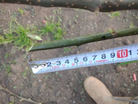 梨のジョイント栽培の接ぎ木方法を動画•画像で解説 177