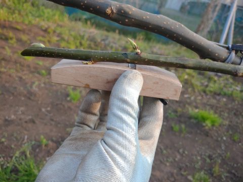 梨のジョイント栽培の接ぎ木方法を動画•画像で解説 178