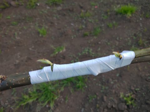 梨のジョイント栽培の接ぎ木方法を動画•画像で解説 184