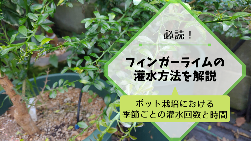 フィンガーライムの灌水方法を解説【ポット栽培における季節ごとの灌水回数と時間】