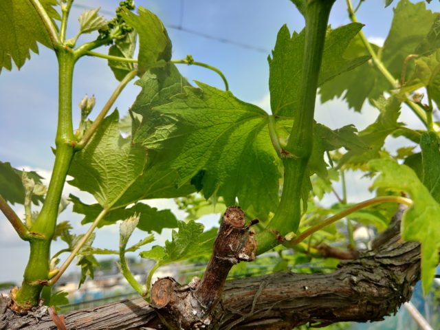 ブドウの新梢誘引と捻枝（ねんし）の方法を解説【動画でポイントと注意点を解説】 157