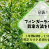 フィンガーライムの剪定方法･時期を画像で解説【5年間栽培して分かったこと】 120
