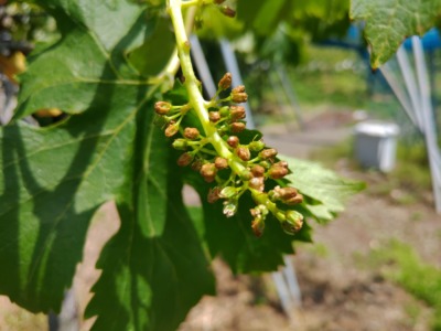 【まとめ】種なしブドウの作り方を画像で解説｜ジベレリン処理･房作り･摘粒の時期と方法 625