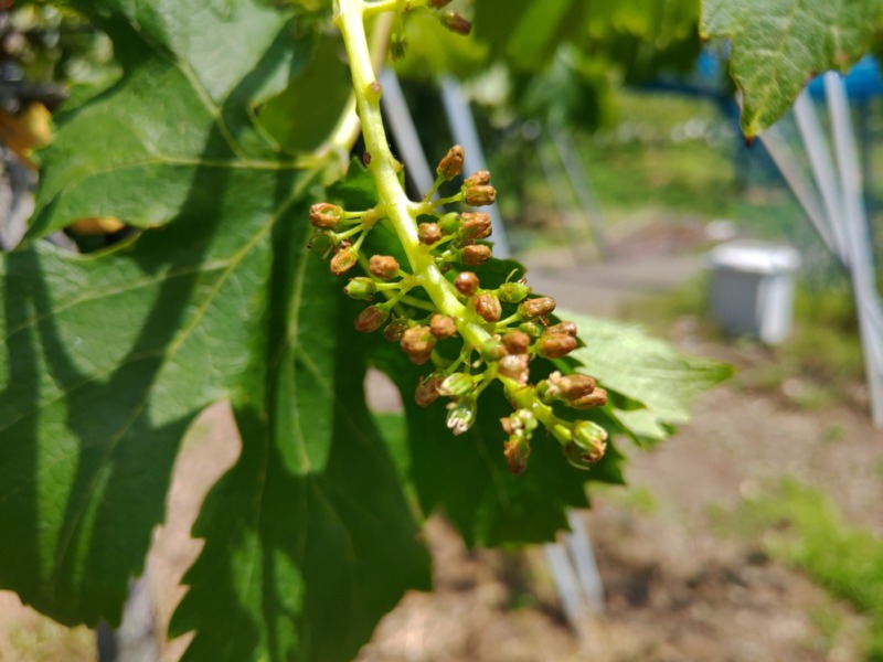 【まとめ】種なしブドウの作り方を画像で解説｜ジベレリン処理･房作り･摘粒の時期と方法 633