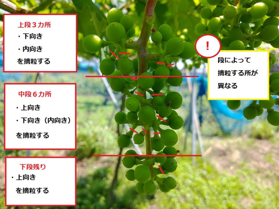 【ブドウの本摘粒を動画で解説】粒の残し方や段の数え方などを紹介 - ブドウの栽培