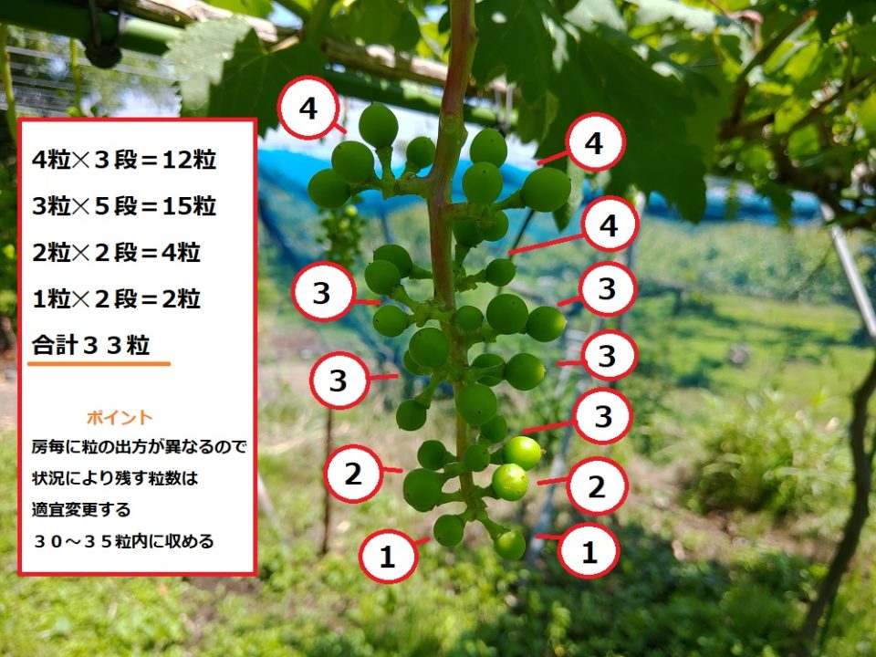 段ごとに残す粒数（【ブドウの本摘粒を動画で解説】粒の残し方や段の数え方などを紹介）