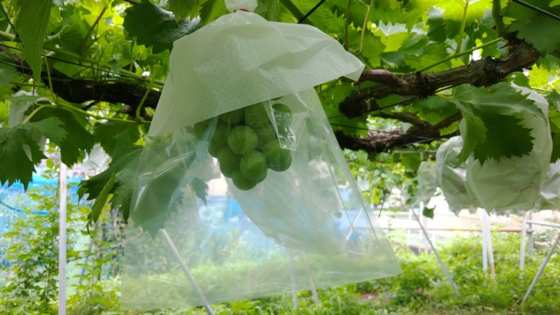 【まとめ】種なしブドウの作り方を画像で解説｜ジベレリン処理･房作り･摘粒の時期と方法 686