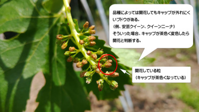 【まとめ】種なしブドウの作り方を画像で解説｜ジベレリン処理･房作り･摘粒の時期と方法 632