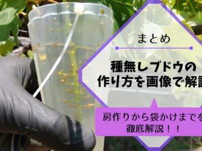 ジベレリンとは ブドウのジべレリン処理の仕方 使い方 時期について解説 青木果樹園の栽培記録