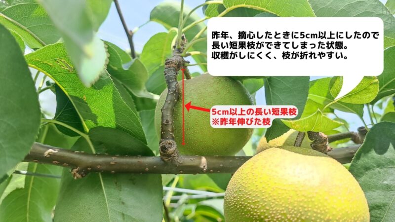 梨の摘心の時期･方法を画像で解説｜花芽をつける大事な作業 266