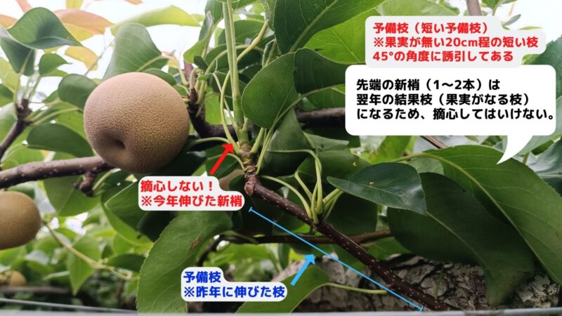 梨の摘心の時期･方法を画像で解説｜花芽をつける大事な作業 276