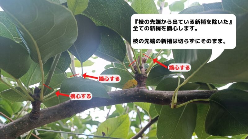 梨の摘心の時期･方法を画像で解説｜花芽をつける大事な作業 274