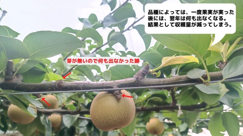 梨の摘心の時期･方法を画像で解説｜花芽をつける大事な作業 282