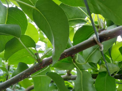 梨の摘心の時期･方法を画像で解説｜花芽をつける大事な作業 115