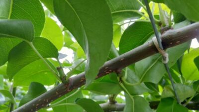 梨の摘心の時期･方法を画像で解説｜花芽をつける大事な作業 267