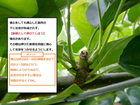 梨の摘心の時期･方法を画像で解説｜花芽をつける大事な作業 119