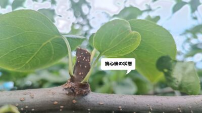 梨の摘心の時期･方法を画像で解説｜花芽をつける大事な作業 265