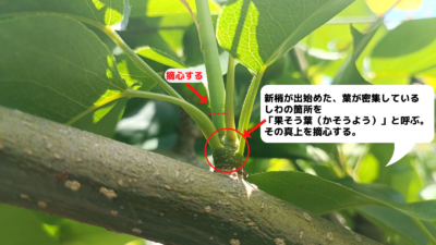 梨の摘心の時期･方法を画像で解説｜花芽をつける大事な作業 262