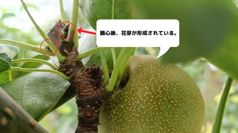 梨の摘心の時期･方法を画像で解説｜花芽をつける大事な作業 271
