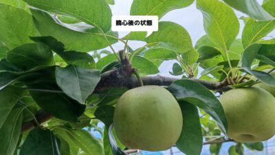 梨の摘心の時期･方法を画像で解説｜花芽をつける大事な作業 273