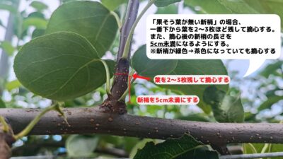 梨の摘心の時期･方法を画像で解説｜花芽をつける大事な作業 264