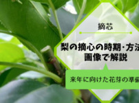 梨の摘心の時期･方法を画像で解説｜花芽をつける大事な作業 236