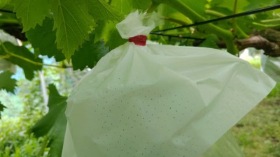【ブドウの袋かけ】袋かけをする理由･時期･品種ごとの袋の種類を解説 393