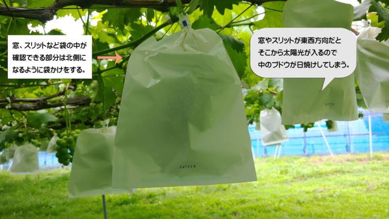 【ブドウの袋かけ】袋かけをする理由･時期･品種ごとの袋の種類を解説 392