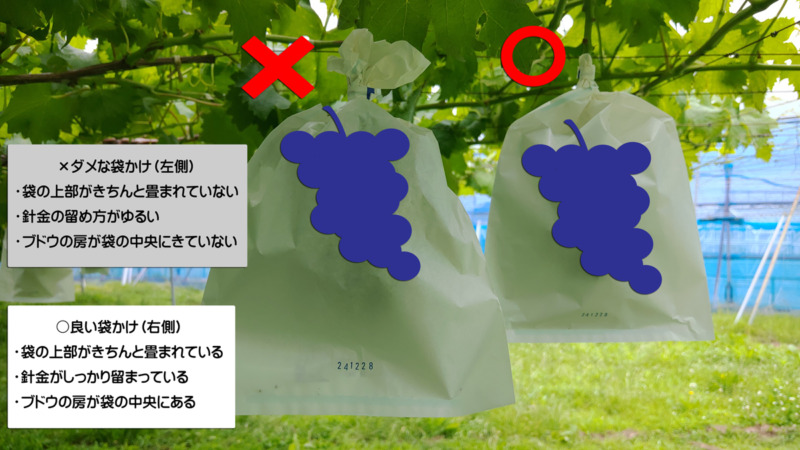 ブドウの袋かけ】袋かけをする理由・時期・品種ごとの袋の種類を解説 ブドウの栽培