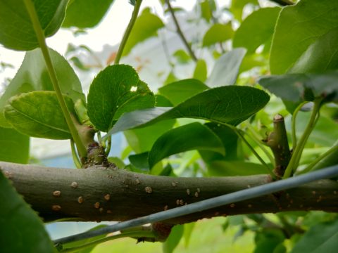 梨の摘心の時期･方法を画像で解説｜花芽をつける大事な作業 116