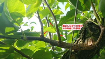 梨の摘心の時期･方法を画像で解説｜花芽をつける大事な作業 256