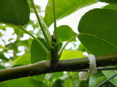 梨の摘心の時期･方法を画像で解説｜花芽をつける大事な作業 120