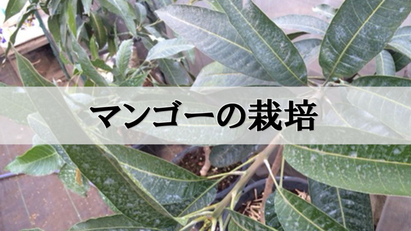 マンゴーの栽培･育て方を解説