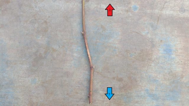 ブドウの接ぎ木時期｜ブドウの接ぎ木方法や台木についてを画像で解説 686