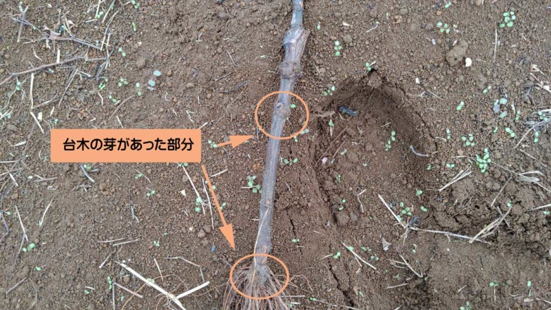 プロの苗木屋さんが育てたブドウの苗木から接ぎ木方法を徹底分析！ 251