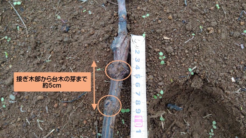プロの苗木屋さんが育てたブドウの苗木から接ぎ木方法を徹底分析！ 256