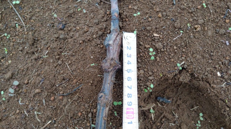プロの苗木屋さんが育てたブドウの苗木から接ぎ木方法を徹底分析！ 259