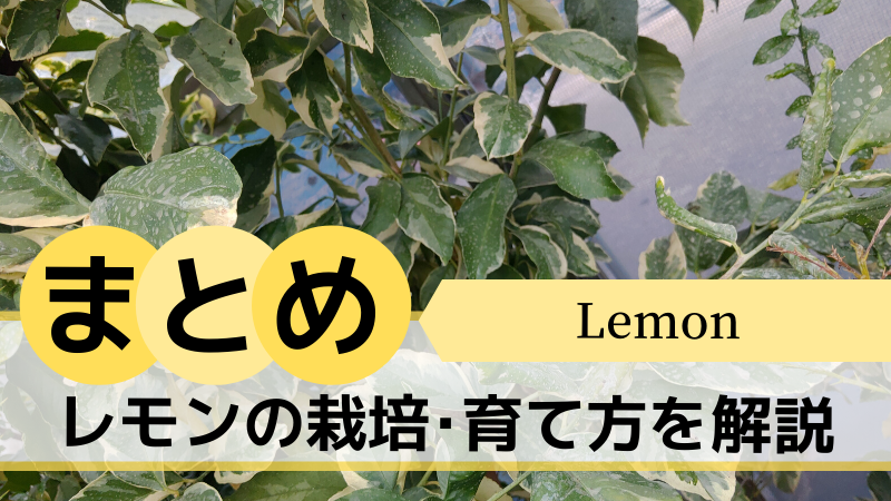 レモンの栽培･育て方を解説【まとめ】