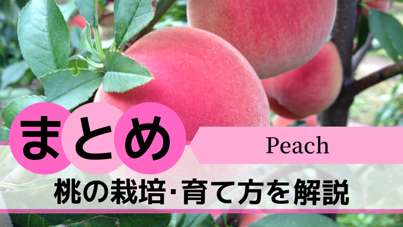 桃の栽培･育て方を解説【まとめ】