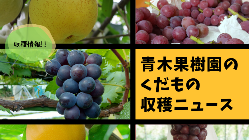 青木果樹園の果物収穫ニュース
