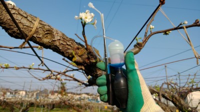 果樹花粉交配機 石川殖産 Zの性能･使い方を解説【果樹の人工授粉の効率化に】 365