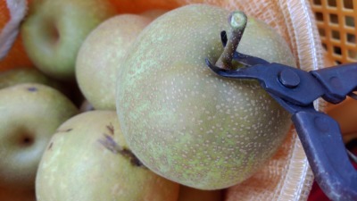 梨の収穫鋏･軸切り鋏･芯切り鋏 越路 S-17の性能･使い方･評判を解説 265