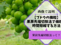 ブドウの果房先端切除法で摘粒時間を短縮する方法 299