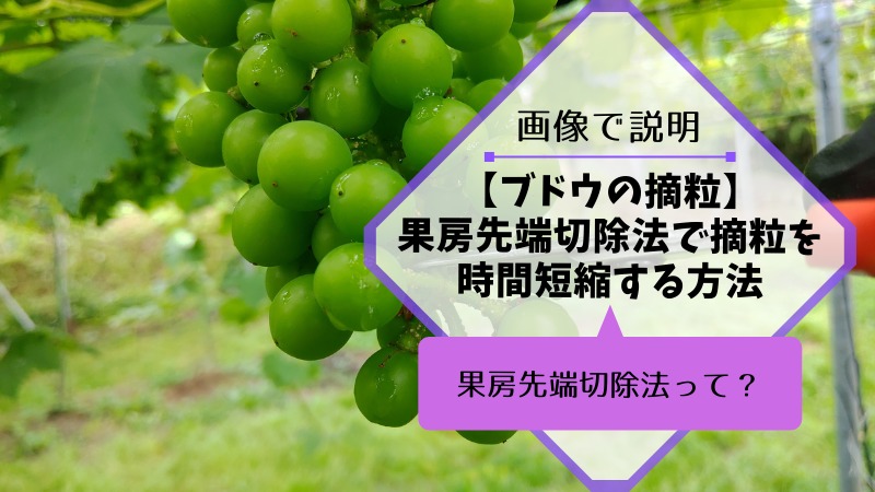 ブドウの果房先端切除法で摘粒時間を短縮する方法 21