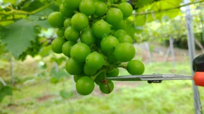 ブドウの果房先端切除法で摘粒時間を短縮する方法 270