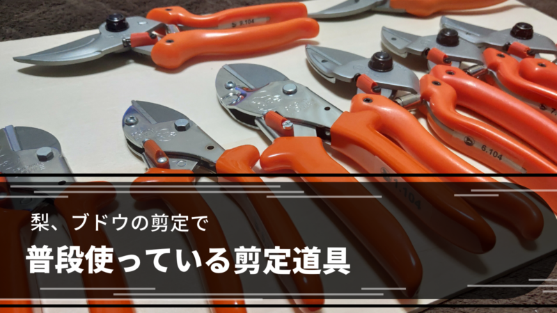 普段使っている剪定道具【梨・ブドウ農家】 4