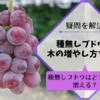 『種無しブドウはどうやって増える？』種無しブドウの木の増やし方を解説 121