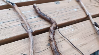ブドウの根接ぎ(ねつぎ)｜根っこを使った接ぎ木方法を画像で解説 264