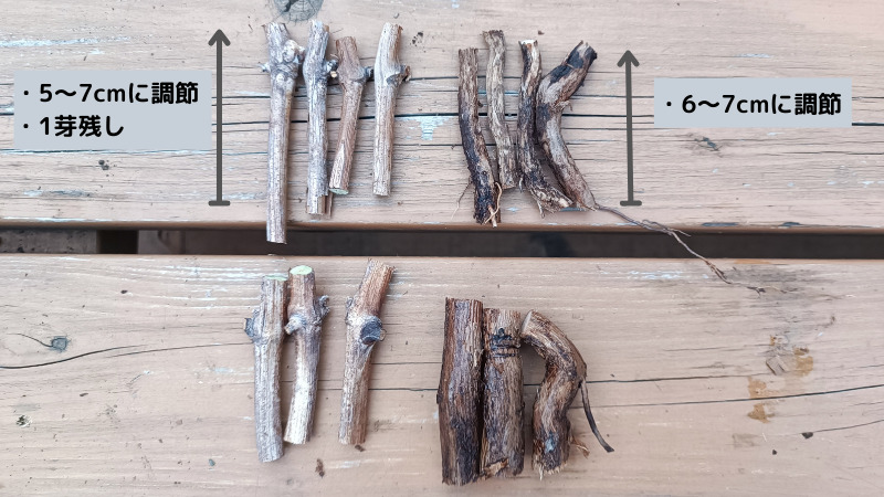 ブドウの根接ぎ(ねつぎ)｜根っこを使った接ぎ木方法を画像で解説 270